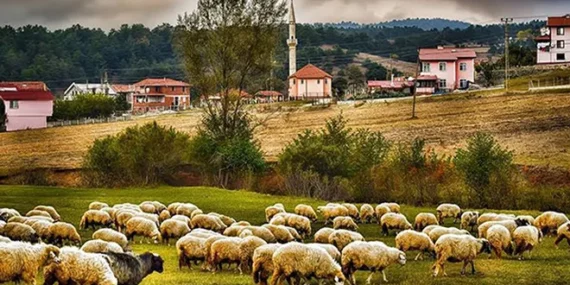 Şehir hayatına 5 ay dayandı, köyüne Geri Dönüp: ‘Kendi İşinin Patronu Oldu ’