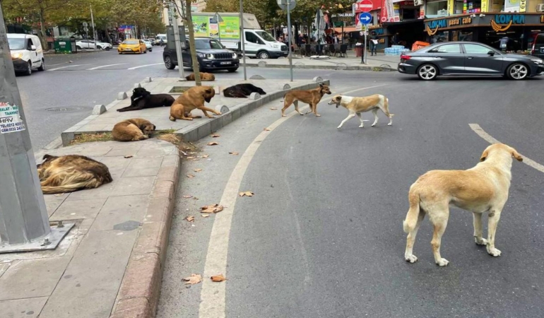 Sahipsiz Hayvanlara Merhamet Çağrısı!