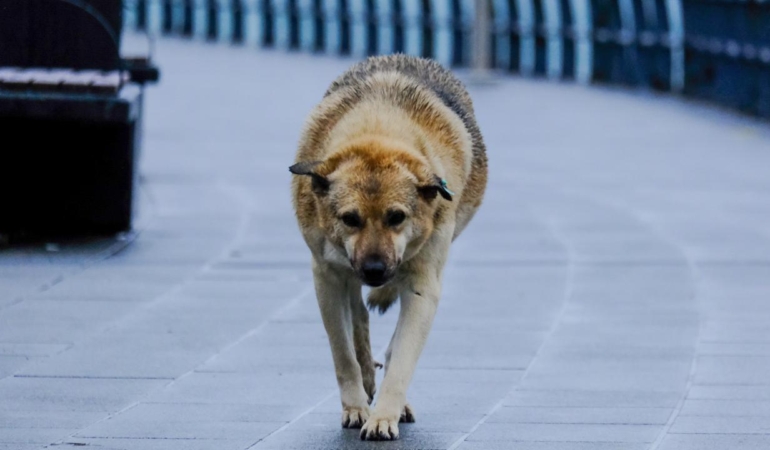 Sahipsiz Köpek Sorunu: Güvenlik Tehdidi Mi?