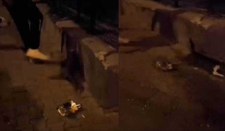 Kediye Tekme Atan 24 yaşındaki şahıs tutuklanarak cezaevine gönderildi