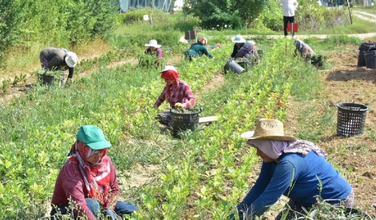 Tarım İşçisi Ücretleri 2024’te Yüzde 85 Artışla