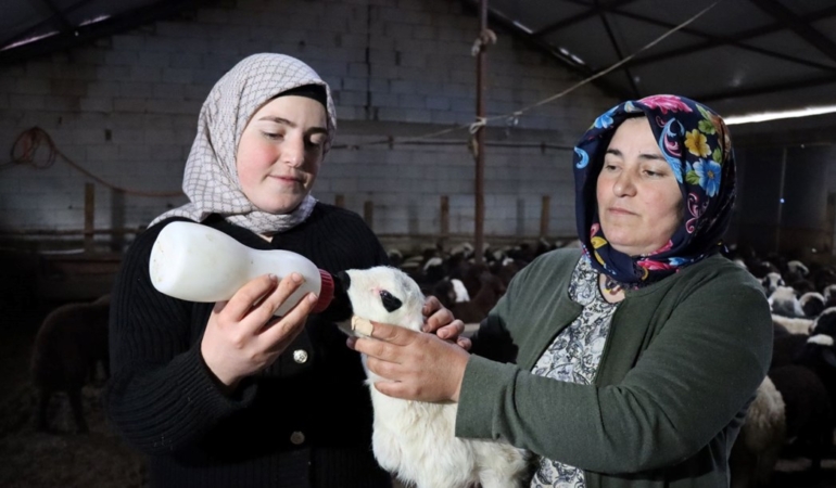 Erzincan’da Kalkan Ailesi Koyun Sayısını 900’e Çıkardı