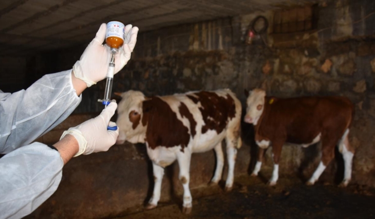 Şap Aşısı İçin Bingöl’de Seferberlik Başlatıldı