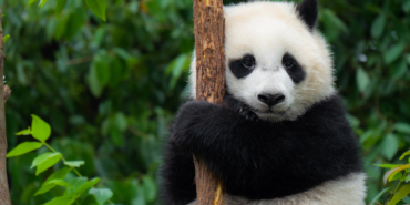 sevimli-yuzun-arkasindaki-sir-pandalar-aslinda-ne-kadar-tehlikeli-cXufNOel.jpg