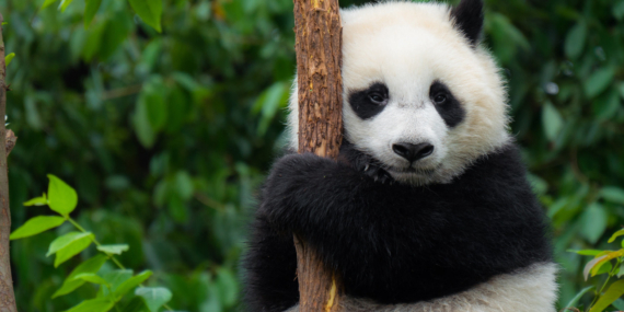 sevimli-yuzun-arkasindaki-sir-pandalar-aslinda-ne-kadar-tehlikeli-cXufNOel.jpg