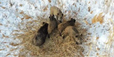 anne-domuz-ve-yavrulari-dronla-goruntulendi-zP6wgn1F.jpg