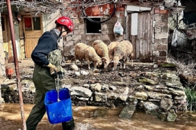buyuksehir-ekipleri-tum-canlilar-icin-ayni-ozveriyle-calisiyor-bBDZpz3c.jpg