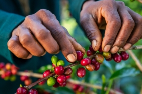 kahve-uretimi-tehlikede-sicakliklar-dusmuyor-fiyat-yukseliyor-4dLBLjbc.jpg