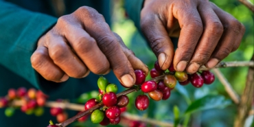 kahve-uretimi-tehlikede-sicakliklar-dusmuyor-fiyat-yukseliyor-4dLBLjbc.jpg
