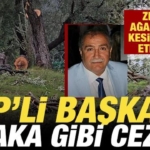 zeytin-agaclarini-kesip-istifa-eden-chpli-baskana-saka-gibi-ceza-WNs4hBy6.jpg
