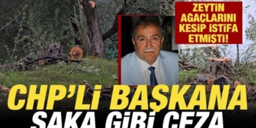 zeytin-agaclarini-kesip-istifa-eden-chpli-baskana-saka-gibi-ceza-WNs4hBy6.jpg