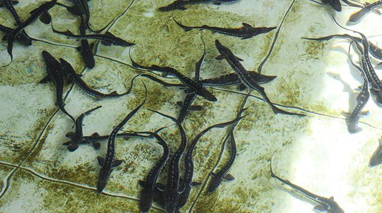 Kilosu 2 bin dolardan satılıyor Karadenize 8 bin adet dağıtılacak, çiple takip edilecek