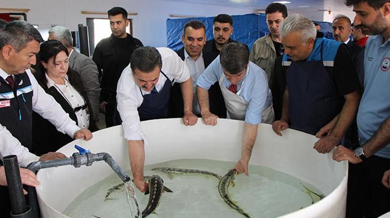 Kilosu 2 bin dolardan satılıyor Karadenize 8 bin adet dağıtılacak, çiple takip edilecek