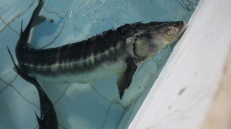 Kilosu 2 bin dolardan satılıyor Karadenize 8 bin adet dağıtılacak, çiple takip edilecek