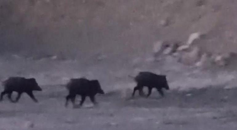 Dere kenarında vatandaşlar fark etti Suda hareket etti, sonra gözden kayboldu