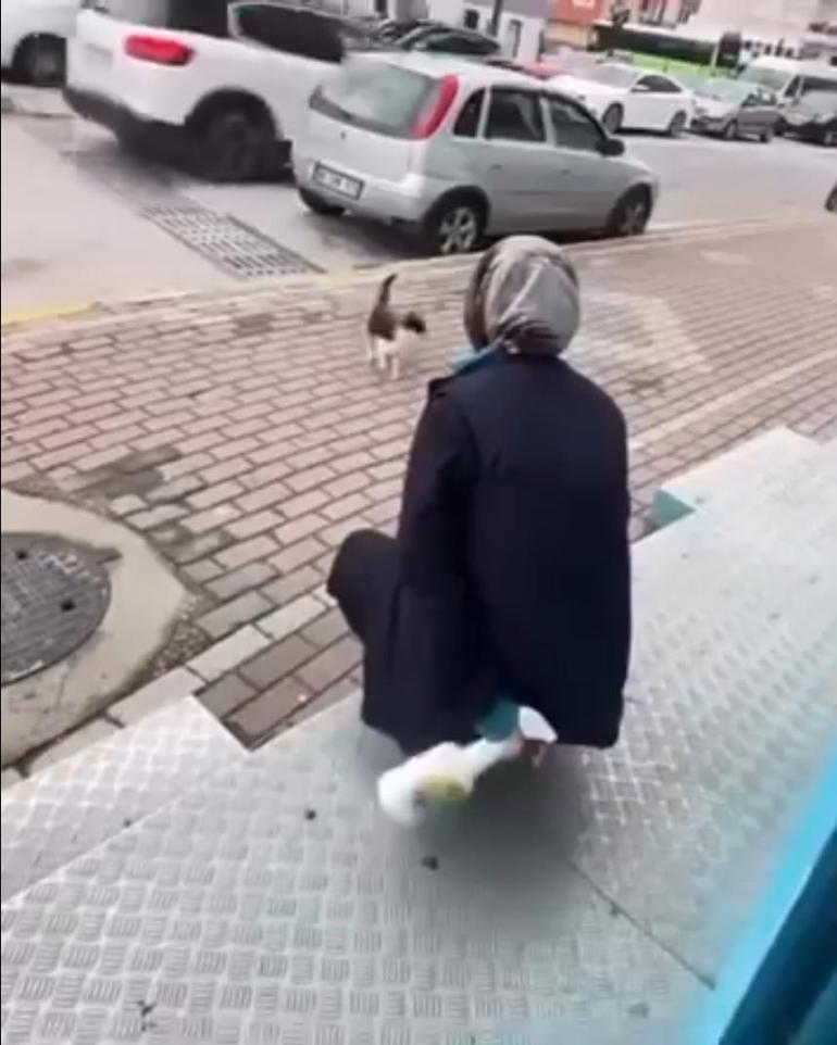 Sokak kedisine işkence Gel annem gel diyerek çağırdıktan sonra yaptığı kan dondurdu