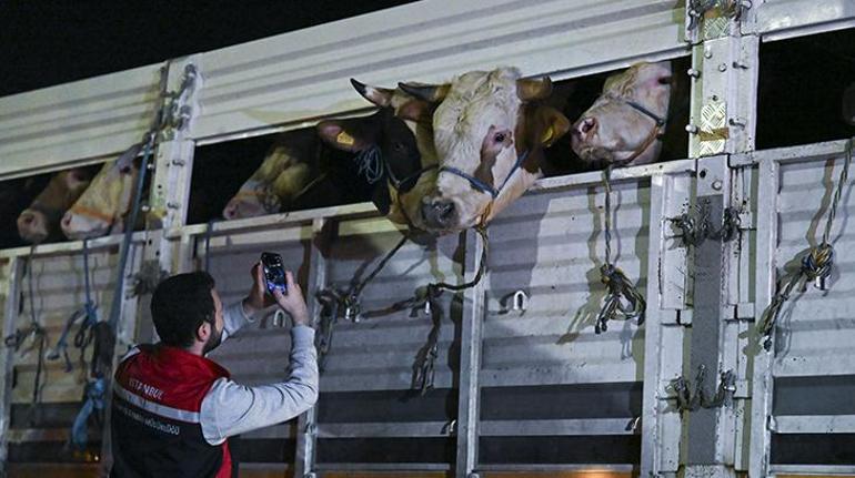 İstanbula kurban sevkiyatı başladı İşte kurbanlık seçerken dikkat etmeniz gerekenler